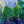 Load image into Gallery viewer, Formanek Norway Spruce - Spruce - Conifers