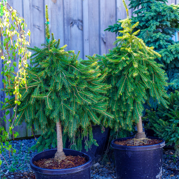 Formanek Norway Spruce - Spruce - Conifers