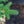 Load image into Gallery viewer, Formanek Norway Spruce