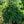 Load image into Gallery viewer, Formanek Norway Spruce