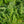 Load image into Gallery viewer, Forncett Summer Oriental Poppy