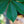 Load image into Gallery viewer, Fort Mcnair Red Horse Chestnut - Other Flowering Trees - Flowering Trees