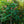 Load image into Gallery viewer, Fort Mcnair Red Horse Chestnut - Other Flowering Trees - Flowering Trees