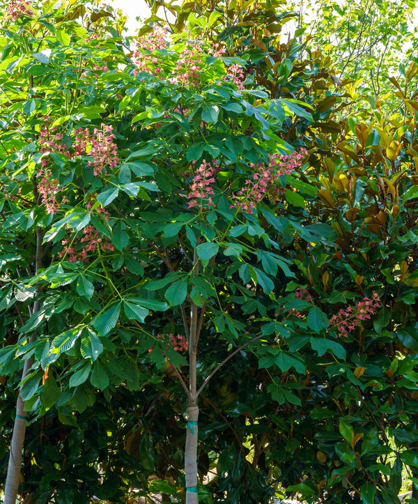 Fort McNair Red Horse Chestnut