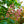 Load image into Gallery viewer, Fort Mcnair Red Horse Chestnut - Other Flowering Trees - Flowering Trees