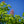 Load image into Gallery viewer, Fort Mcnair Red Horse Chestnut - Other Flowering Trees - Flowering Trees