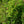 Load image into Gallery viewer, Fort Mcnair Red Horse Chestnut - Other Flowering Trees - Flowering Trees