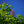 Load image into Gallery viewer, Fort Mcnair Red Horse Chestnut - Other Flowering Trees - Flowering Trees