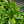 Load image into Gallery viewer, Fortunei Aureomarginata Hosta