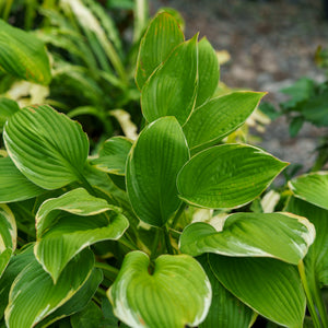 Fortunei Aureomarginata Hosta