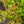 Load image into Gallery viewer, Fountains of Rouge Virginia Sweetspire