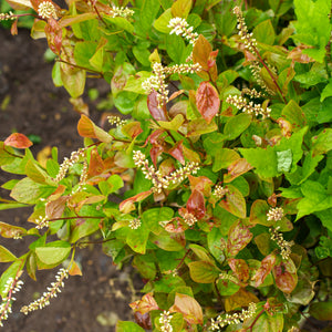 Fountains of Rouge Virginia Sweetspire