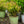 Load image into Gallery viewer, Fountains of Rouge Virginia Sweetspire