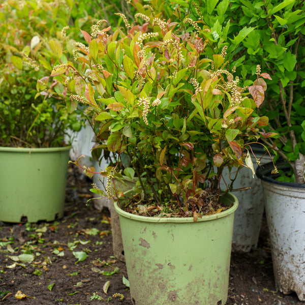 Fountains of Rouge Virginia Sweetspire