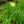 Load image into Gallery viewer, Fours are Wild Daylily