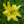 Load image into Gallery viewer, Fours are Wild Daylily