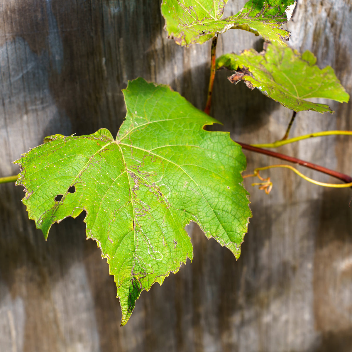 FoxGrape_2_1200x1200.jpg?v=