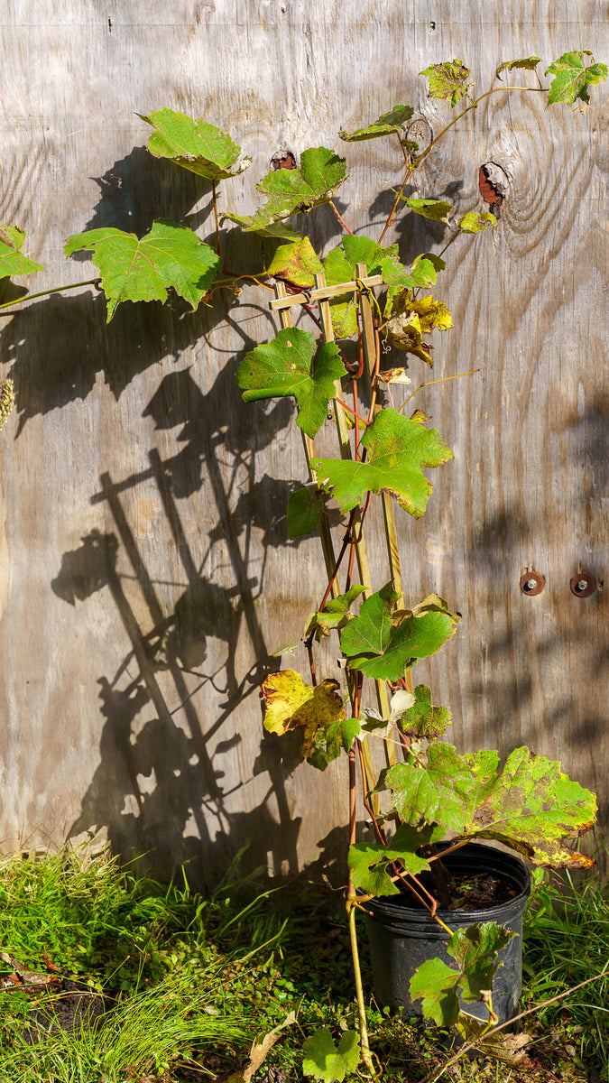 Niagara Grape – Plant Detectives