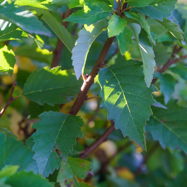 Fox Valley Dwarf River Birch
