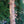Load image into Gallery viewer, Fox Valley Dwarf River Birch