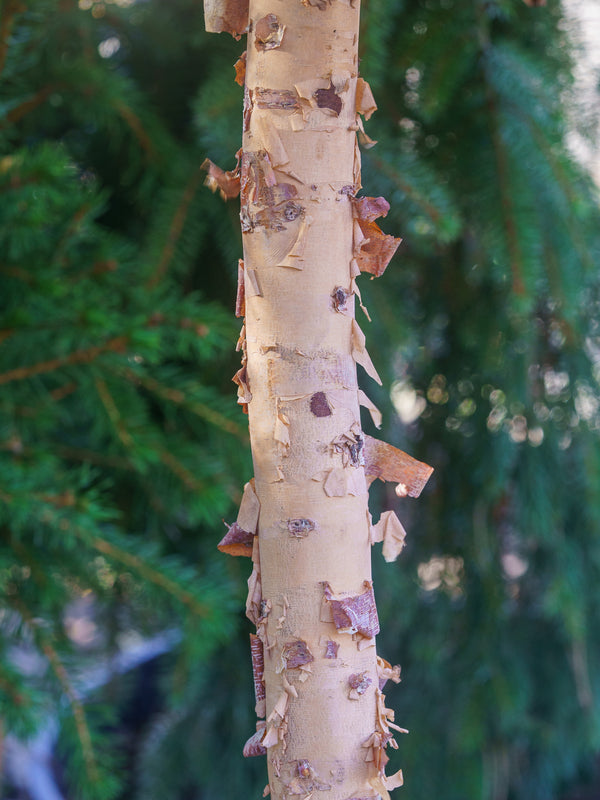 Fox Valley Dwarf River Birch