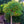 Load image into Gallery viewer, Fox Valley Dwarf River Birch