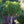 Load image into Gallery viewer, Fox Valley Dwarf River Birch