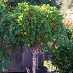 Fox Valley Dwarf River Birch