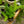 Load image into Gallery viewer, Foxtail Fern