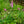 Load image into Gallery viewer, Foxy Foxglove