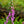 Load image into Gallery viewer, Foxy Foxglove