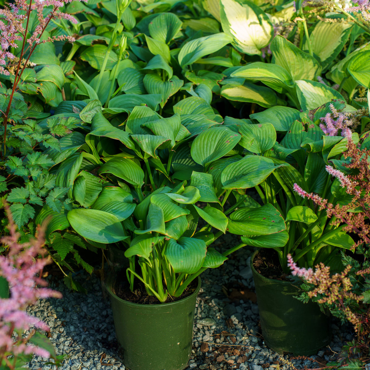 hanging spider plant Hanging Spider Plant – Dahing Plants main image 1