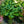Load image into Gallery viewer, Fragrant Blue Hosta