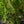 Load image into Gallery viewer, Fragrant Fountain Japanese Snowbell - Styrax - Flowering Trees