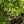 Load image into Gallery viewer, Fragrant Fountain Japanese Snowbell - Styrax - Flowering Trees