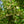 Load image into Gallery viewer, Fragrant Fountain Japanese Snowbell - Styrax - Flowering Trees