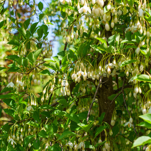Fragrant Fountain Japanese Snowbell