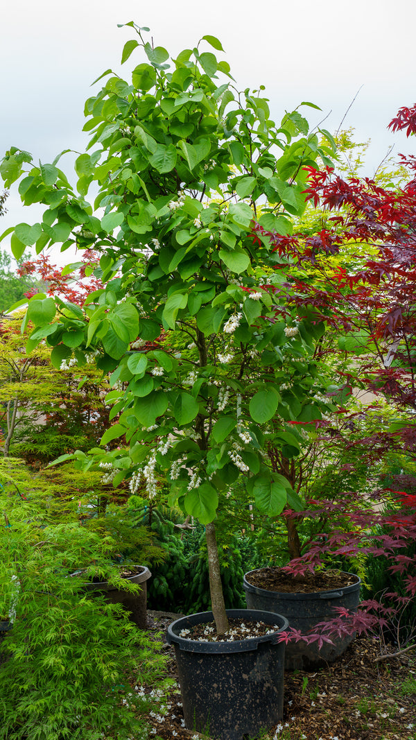 Fragrant Fountain Japanese Snowbell