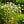 Load image into Gallery viewer, Fragrant Snowball Viburnum - Viburnum - Shrubs