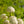 Load image into Gallery viewer, Fragrant Snowball Viburnum - Viburnum - Shrubs