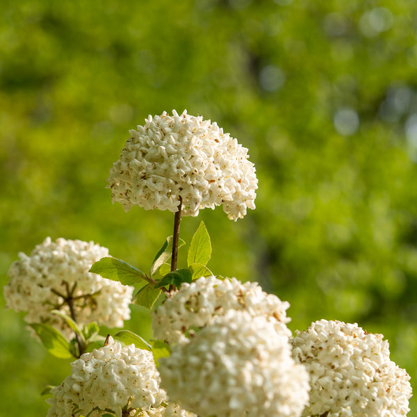 Fragrant Snowball Viburnum - Viburnum - Shrubs