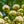Load image into Gallery viewer, Fragrant Snowball Viburnum - Viburnum - Shrubs