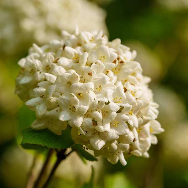 Fragrant Snowball Viburnum - Viburnum - Shrubs