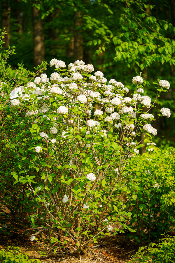 Fragrant Snowball Viburnum - Viburnum - Shrubs