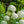 Load image into Gallery viewer, Fragrant Snowball Viburnum - Viburnum - Shrubs