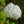 Load image into Gallery viewer, Fragrant Snowball Viburnum - Viburnum - Shrubs