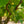 Load image into Gallery viewer, Fragrant Snowbell