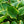 Load image into Gallery viewer, Frances Williams Hosta