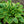 Load image into Gallery viewer, Frances Williams Hosta