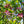 Load image into Gallery viewer, Franco's Red Dogwood - Dogwood Tree - Flowering Trees